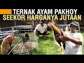 CERITA SUKSES TERNAK AYAM PAKHOY DARI HOBI JADI UNTUNG