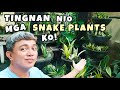 CREATIVE PLANT STYLING PARA SA SNAKE PLANTS | SANSEVIERIA NEW GARDEN PROJECT