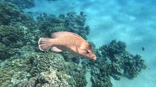 Ras Nasrani snorkeling Sharm El Sheikh Egypt Okt 2024 4K