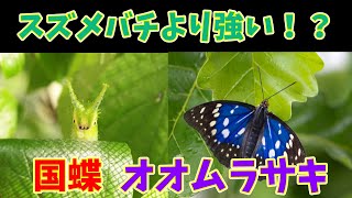 【ゆっくり解説】最強の国蝶　オオムラサキ