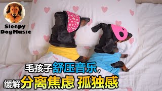 🐶【让狗狗放松入睡的音乐! 降低焦虑不安 孤独感】8小时让狗狗深度放松的音乐🐶小狗安眠音乐 宠物疗愈音乐  🎵🎶  放松毛孩子的心情，降低焦虑和紧张情绪  放松你的狗狗  睡眠音乐 安抚放松你的狗狗