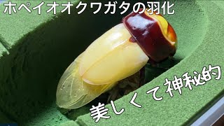 【生命の神秘】ホペイオオクワガタの羽化