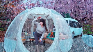 ☔️Rain Camping /Cozy camping in a rainy forest / The sound of rain in a transparent tent /rain ASMR