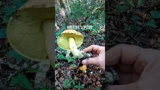 Funghi invernali: boletus e Helvella Crispa.