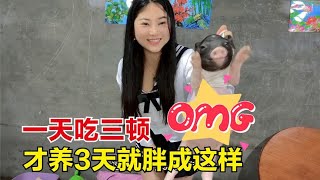 花300块网购的宠物猪，才养3天居然肥成这样子，说好的长不大呢？【杨美丽】