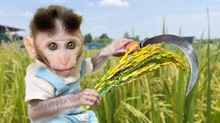Farmers Harvest Monkey Baby Bin Bin rainbow fish and ducklings EATS Of Fruits And Vegetables