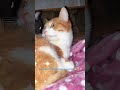 🐈Котейки Рыжуля красотуля😻19.10.22 Харьков 🕊Мира и добра🕊