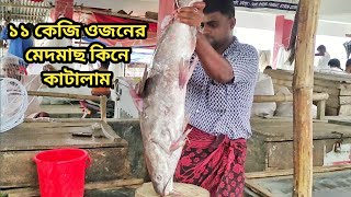 ১১ কেজি ওজনের মেদমাছ কিনে কাটালাম//I bought 11 kg fat fish