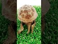 2匹ともリラックスモード　 クサガメ イシガメ 亀 turtle cute animals