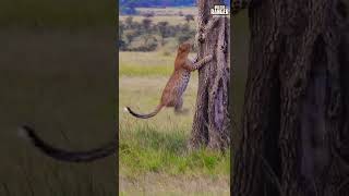 Leopard Leaps Into A Tree | #Wildlife | #ShortsAfrica