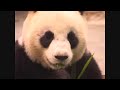 台北動物園~大熊貓團團吃竹子