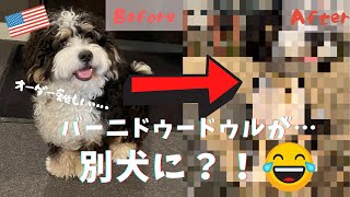 【バーニドゥードゥル衝撃の姿に…！！】アメリカでトリミング💈したら別犬になりました（笑）ボクのこと嫌いにならないで下さい😭🤣