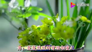 高安 黑鸭子 【红尘情歌】