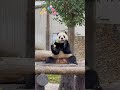 𝟐𝟎𝟐5⸜ 01.02❤️小奇迹宝贝两点加餐😘 小奇迹 panda 大熊猫 cute animals 花园 大熊猫小奇迹 美香一家