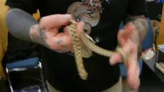 REPTICON FIRE EXPO 2018