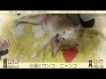 今週のワンコ・ニャンコ「ソウル」県庁ニュース vol.344 2020 03 02 mon.