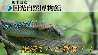 光徳でヘビ祭り！？2021年7月7日【奥日光一分自然情報】