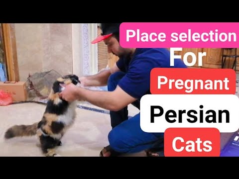 Pregnant Persian Cats / Place Selection For Delivery / Care Of Pregnant ...