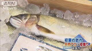 初夏の訪れ・・・天然アユの初競り　最高値2万5000円(18/05/11)