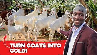 Goat Farming for Profit? Start Your Success Here!