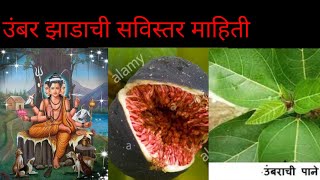 उंबर झाडाची सविस्तर माहिती ( Amber tree ) (Ficus racemosa tree ) Information