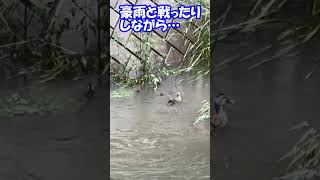 愛のカモさん家族劇場