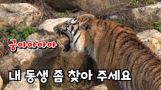 (오빠는 울보🥲) 내 동생 좀 찾아 주세요 Famous Tiger in Korea, cat tiger #태범 #무궁 #백두대간호랑이