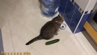 Огурцы убийцы Killer cucumbers