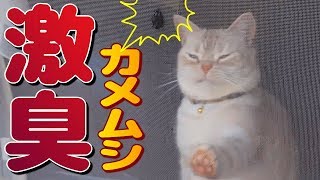 猫がカメムシ退治に挑んだが激臭には敵わにゃい... - A cat surprised by the smell of Stink bug -