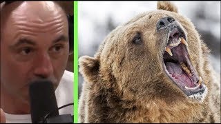 Joe Rogan - What to do If You're Attacked by a Grizzly Bear