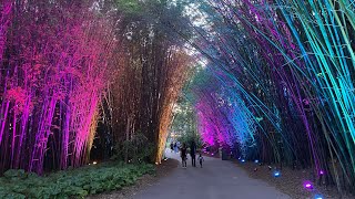 Jacksonville Zoo and Gardens || IllumiZoo Summer Spectacle 2021 ||