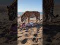 The baby is in the desert and there is a tiger