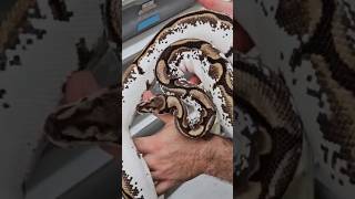 SPIDER CALICO 🕷️ #ballpython