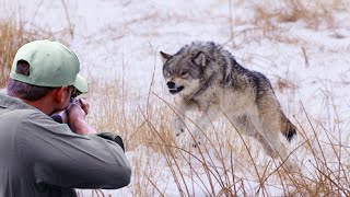 Challenging the odds in the wilderness and hunting fierce coyotes