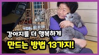 강아지를 더 행복하게 만드는 방법 13가지│강아지가 가장 행복해 하는 행동 13가지 【강아지 애정표현, 사랑표현│강아지 사랑해!│강아지가 보이는 대표적인 애정 행동표현 13가지】