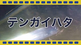 【駿河湾深海生物映像図鑑】テンガイハタ