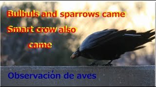 Bulbuls and sparrows came.2025.1.22 Smart crow also came.定点カメラ Japanese bird. Observacion de aves.