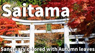 【Saitama/Chichibu】Walking at Mitsumine Shrine（Autumn Leaves, Shrine, Street food etc）