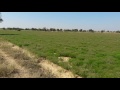 Cumin farming