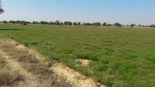 Cumin farming