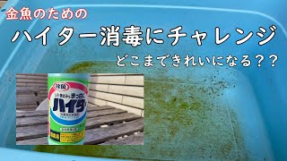 【金魚初心者】ハイター消毒にチャレンジ【春のリセット】