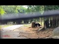 സിംഹവും കടുവയും വാഴുന്ന കാട് bannargatta jungle safari travel with sayippa