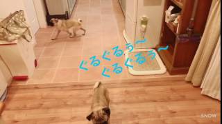 パグpug　ぐるぐる