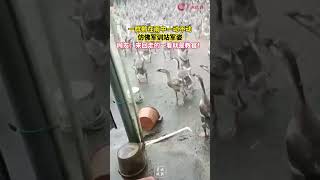 一群鹅在雨中一动不动，仿佛军训站军姿。网友：来回走的一看就是教官！