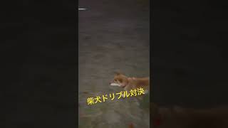 柴犬とドリブル対決　#サッカー #ジュニアユース #女子サッカー#ドリブル　#柴犬#犬のいる暮らし