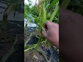 トウモロコシ🌽がやられたー 泣 家庭菜園 とうもろこし