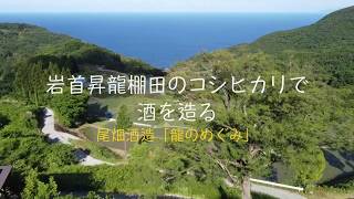 「岩首昇竜棚田」のコシヒカリで酒造り＜学校蔵2020＞