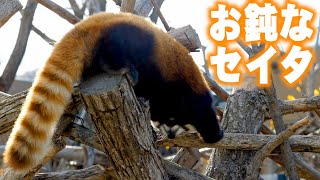 【円山動物園のレッサーパンダ】お鈍なセイタ　Red Panda SEITA at Maruyama Zoo