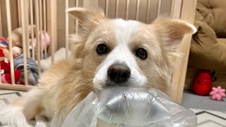 悪い事している罪悪感が全くない犬がコチラです...⚠️真似しないで!!【ボーダーコリー】