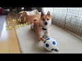 豆柴おーじろう☆ヘディング犬、誕生！mameshiba shiba inu ohjiro soccer header